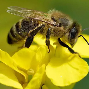 Posadź KLON, pomóż pszczołom